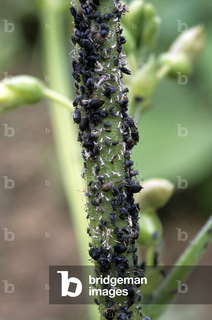 Black Aphid/Capuchin