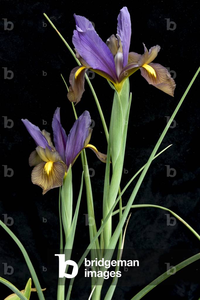Dutch iris on black background (photo)