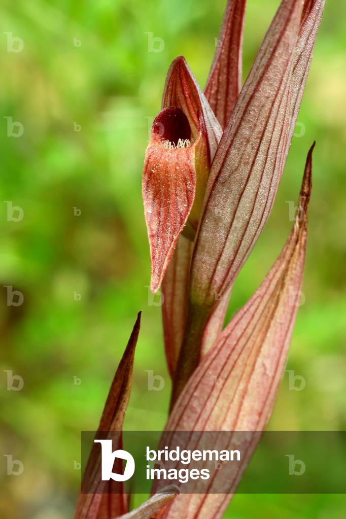 Serapias bergonii/Bergon Serapias