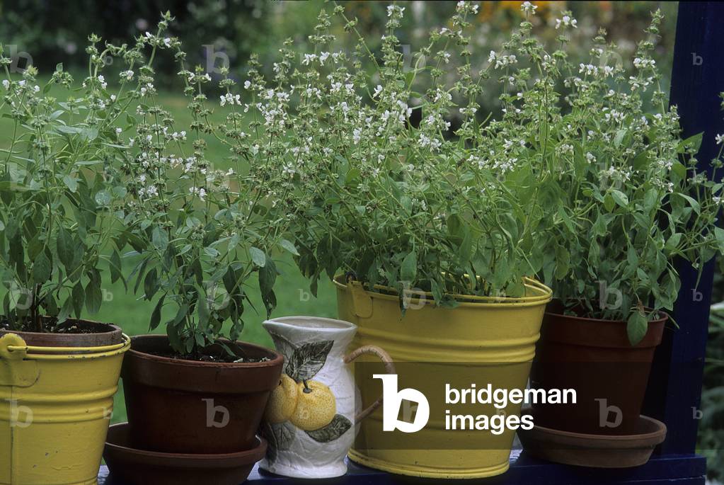 Ocinum basilicum/Basil Lemon/Basil Indonesian/Komengie