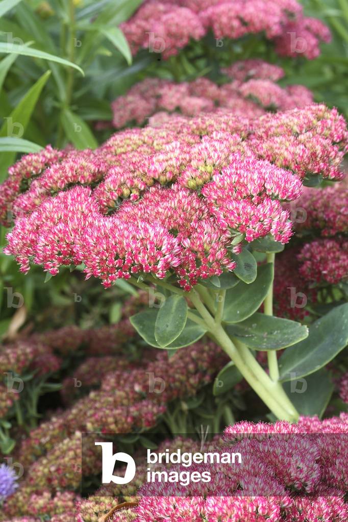 Sedum spectabile/Hylotelephium spectabile/Sedum remarkable 'Herbstfreude'