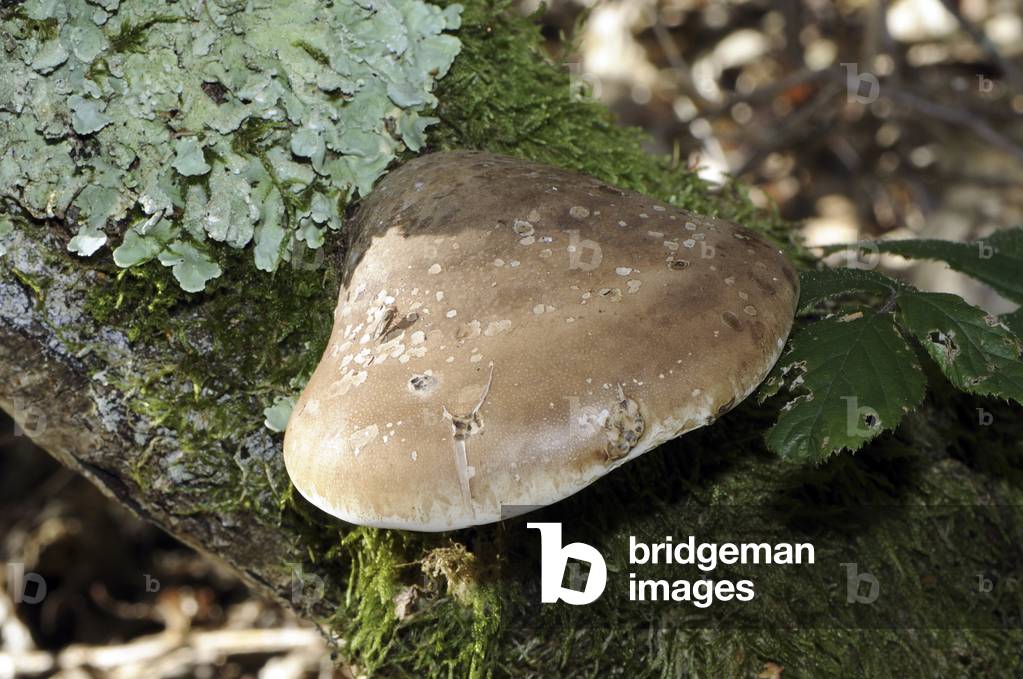 Piptoporus betulinus/Birch Polypore