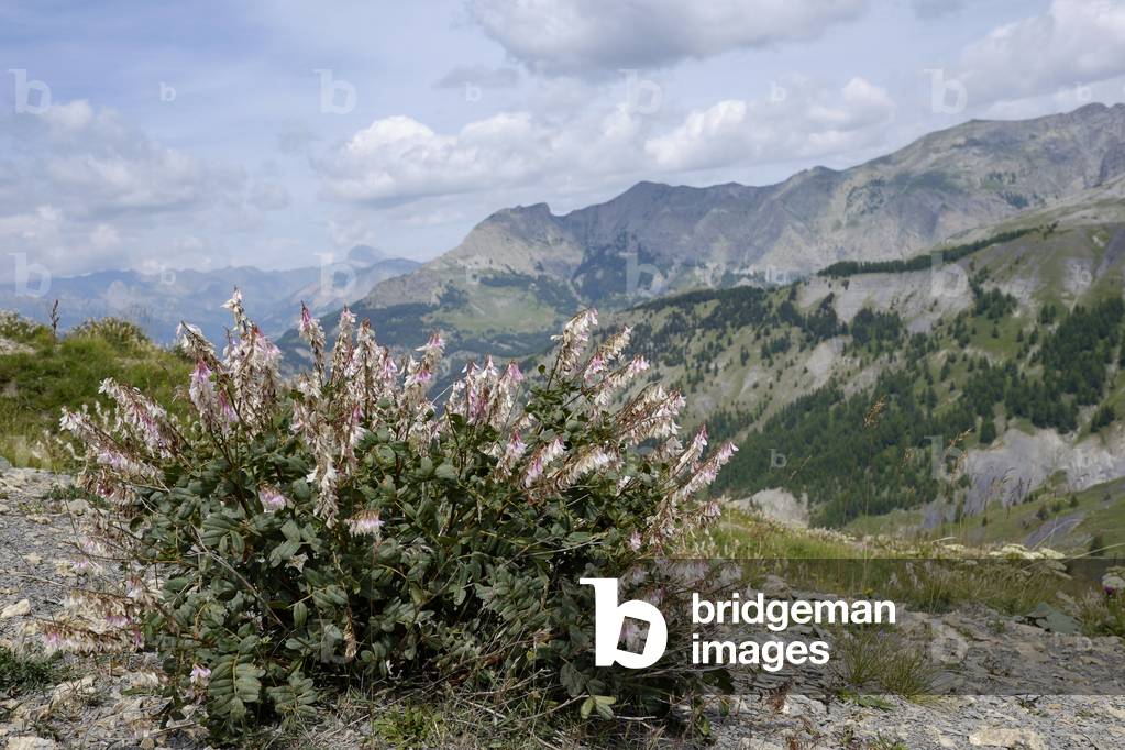 Hedysarum boutignyanum/Hedysarum de Boutigny/Sainfoin de Boutigny