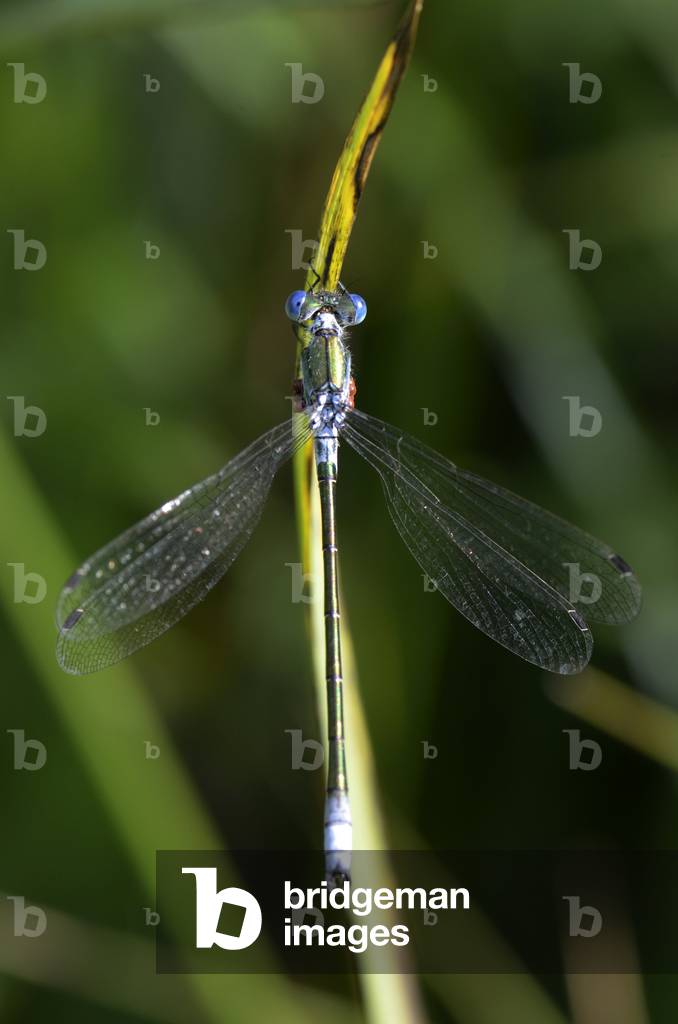 Leste dryas/Leste dryade/Male