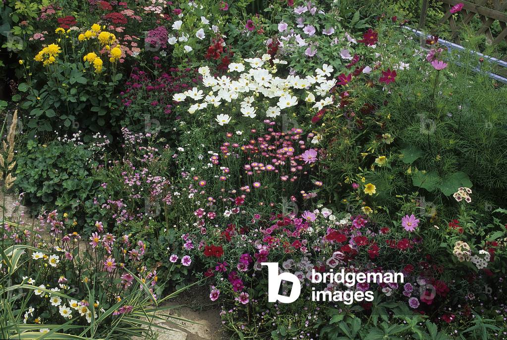 Cosmos bipinnatus/Cosmos 'Sonata White'/Dianthus chinensis/Carnation of China 'Baby Doll'/Acroclinum x