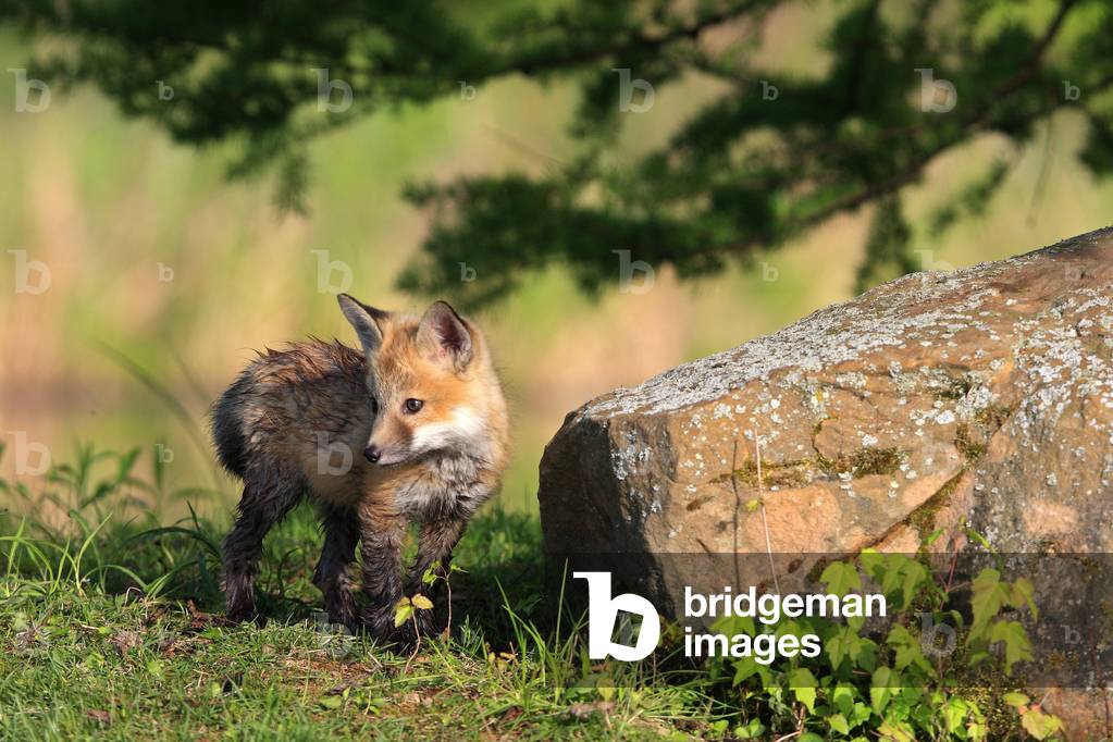 "Vulpes Vulpes/Rotfuchs/Fuchs/Rotfuchs/Rotfuchs "
