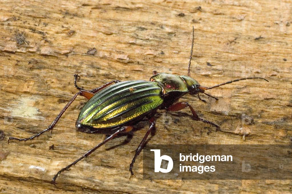 Carabus auronitens/Carabe with golden reflections