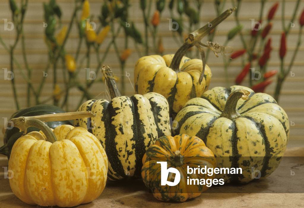 Immagine di Fotografia "Cucurbita Pepo/Zucca «Gnocchi dolci» /Zucca di patate/Patidou "
