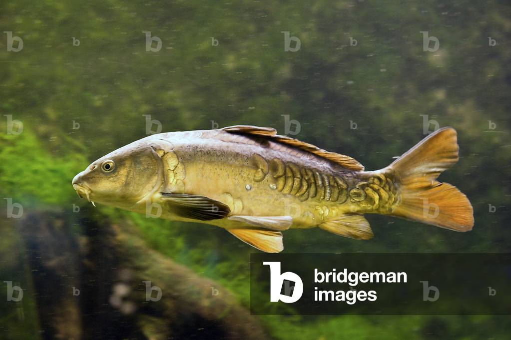 Image of Photography depicting Cyprinus carpio/Common Carp/Common Carp