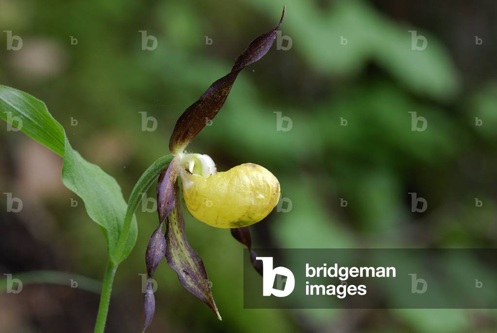 Cypripedium calceolus/Venus Hoof/Lady's Slipper Orchid