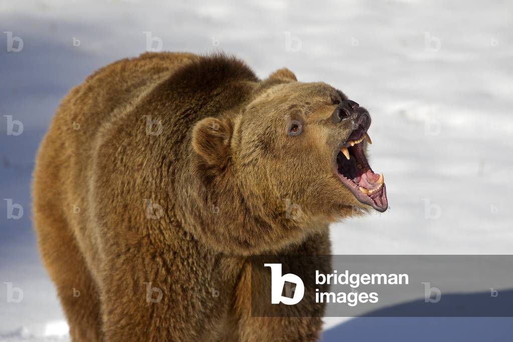 Ursus arctos horribilis/Brown bear/Grizzly bear