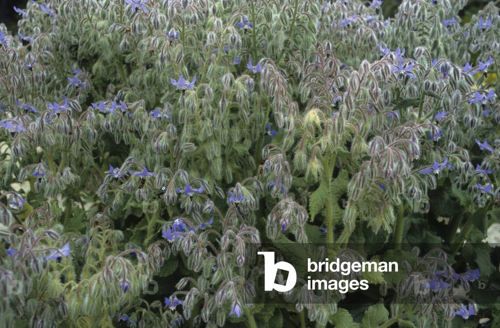 Borago officinalis/Borage officinale/Borage