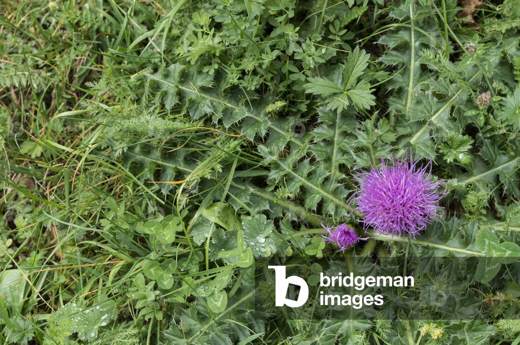 Cirsium acaule/Cirsium acaulon/Cirse acaule/Cirse without stem