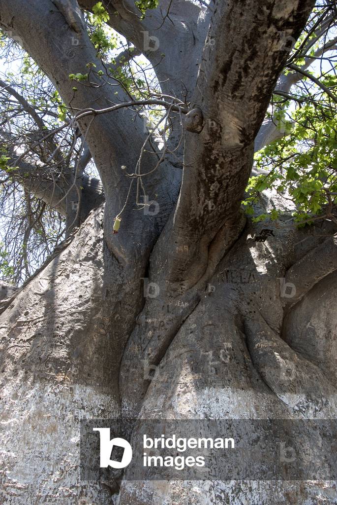 Remarkable tree/Great Baobab/Adansonia digitata/800 years/Circ: 21 m/Majunga/Madagascar
