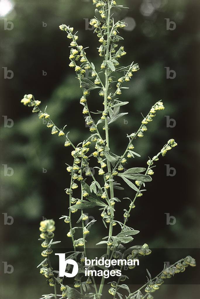 Artemisia absinthium/Absinthe/Wormwood