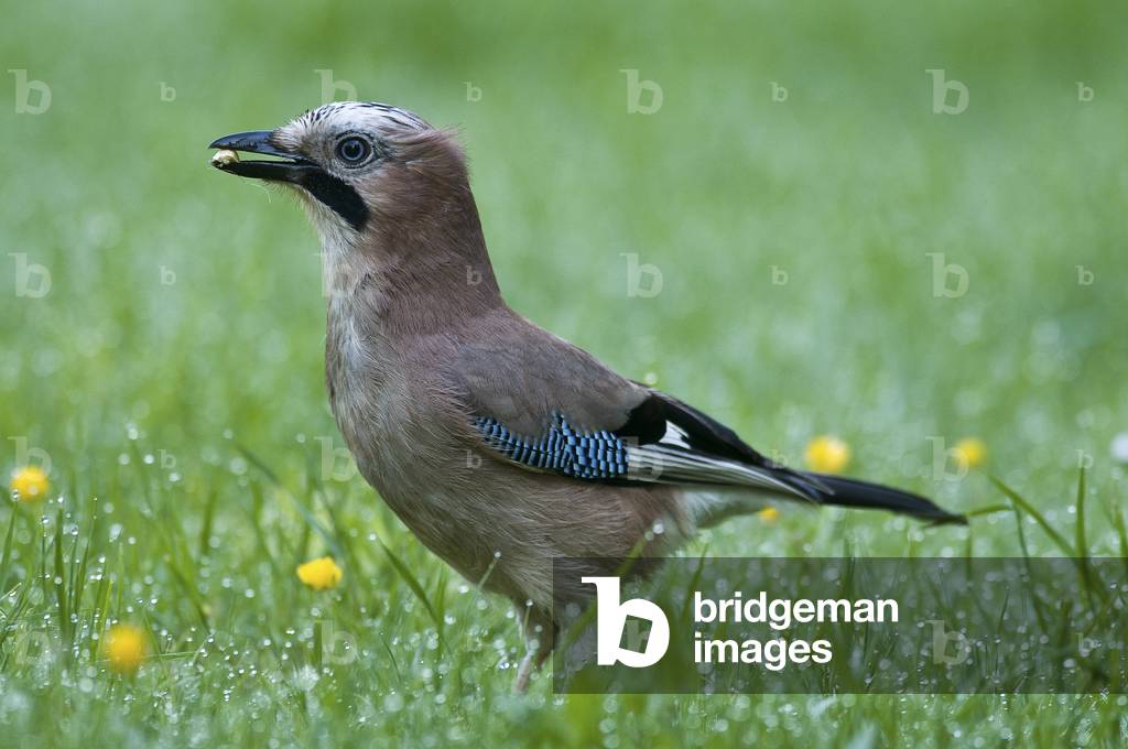 Garrulus glandarius/Channel Jay/Eurasian Jay