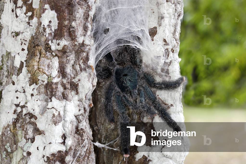 Avicularia avicularia/Matutou Mygale/Mygale/Tarantola rosa/Rosa/Tarantola 