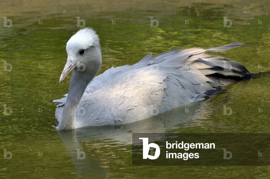 Anthropoides paradiseus/Paradise Crane/Blue Crane
