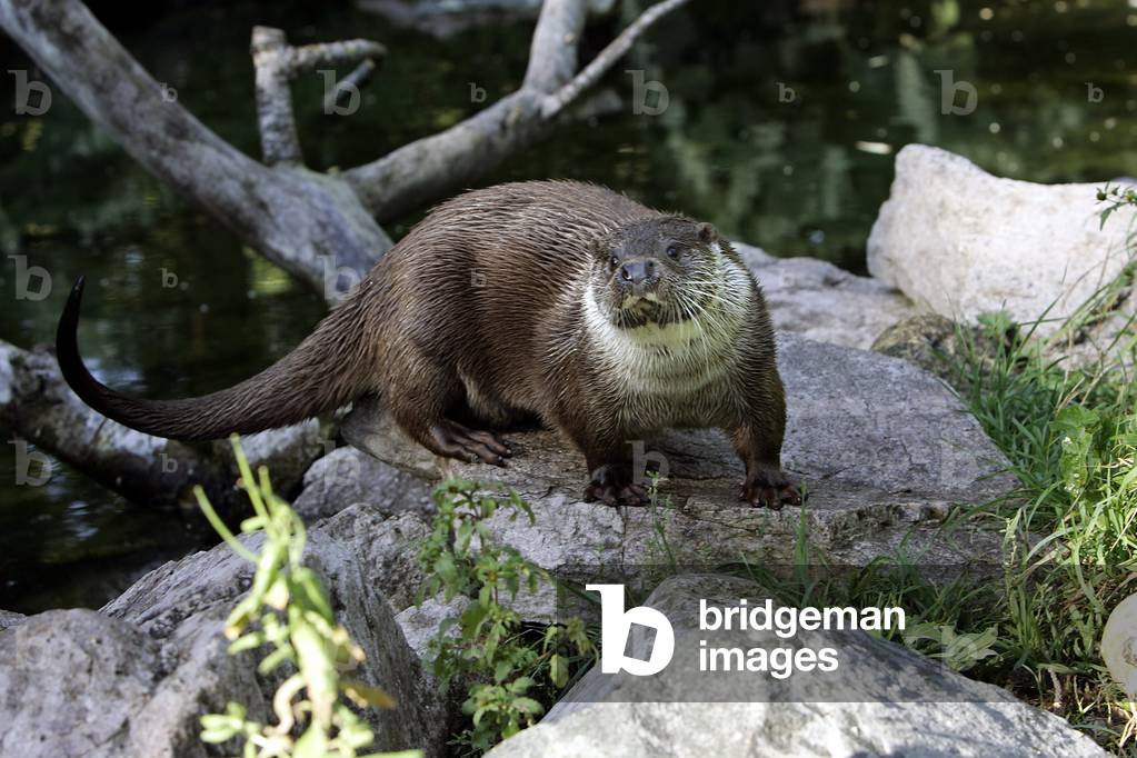 "Lutra lutra/Europäischer Otter/Europäischer Otter "