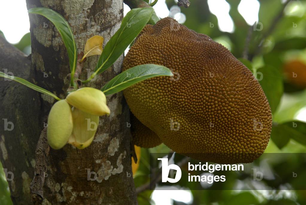 Artocarpus heterophyllus/Jaker/Jak Fruit