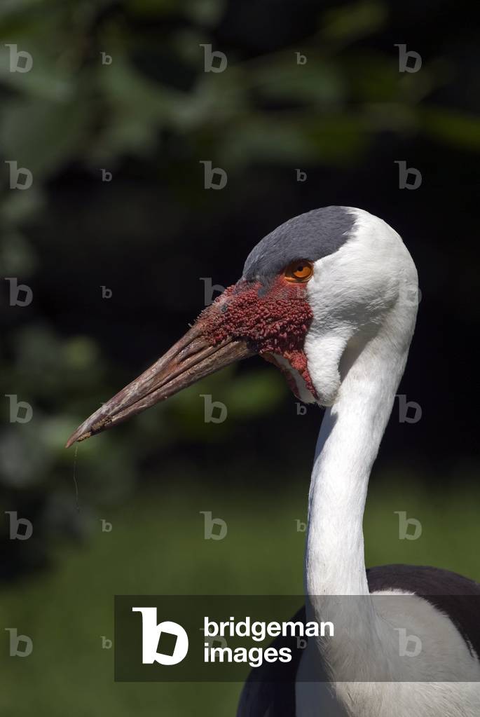 Bugeranus carunculatus/Grus carunculatus/Caronculee Crane/Wattled Crane
