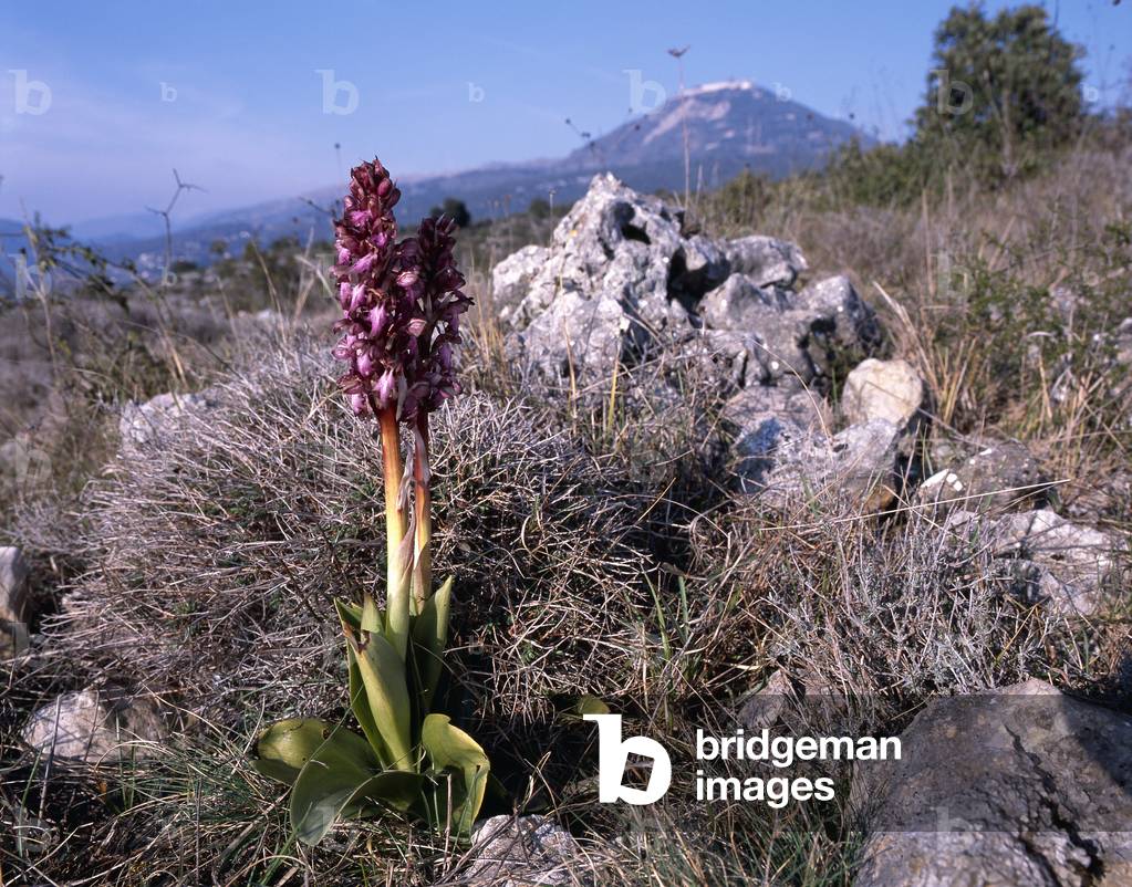 Barlia robertiana/Barlia de Robert