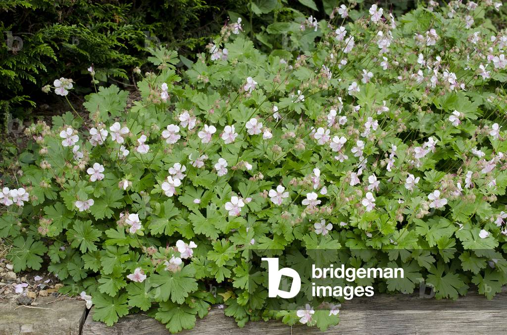 Geranium cantabrigiense 'Biokovo'/Geranium 'Biokovo'/Geranium vivace 'Biokovo'/Geranium x cantabrigid Biokovo