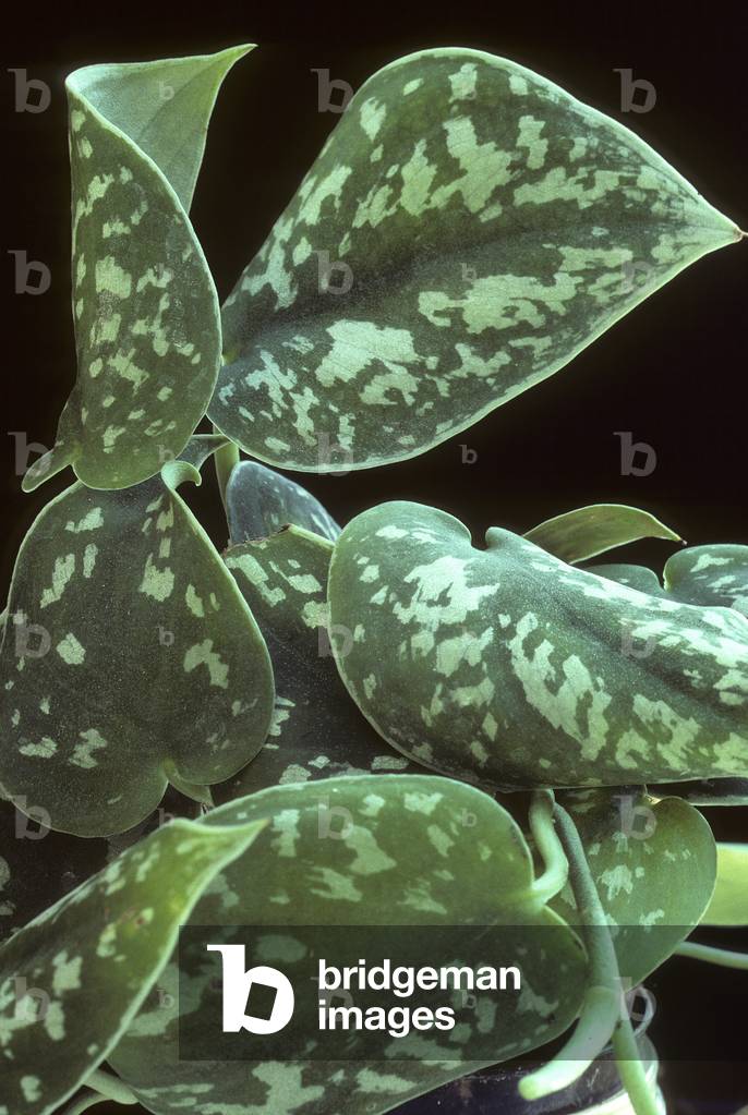 Image of Photography depicting Pictus scindapsus