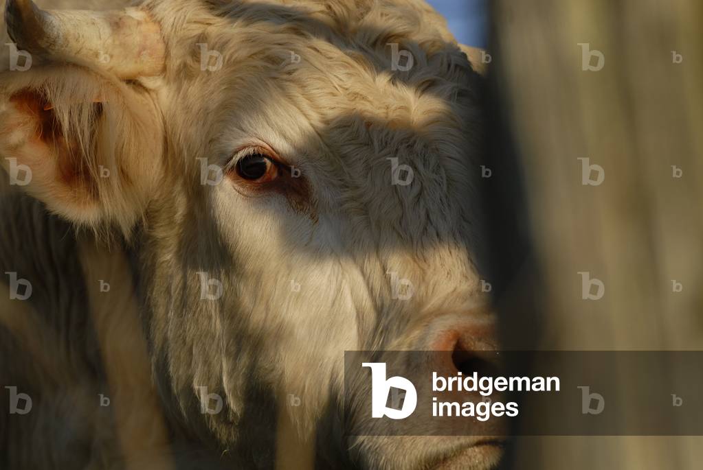 Bild von Fotografie "Kuh/Rasse: Charolaise/ Cow "