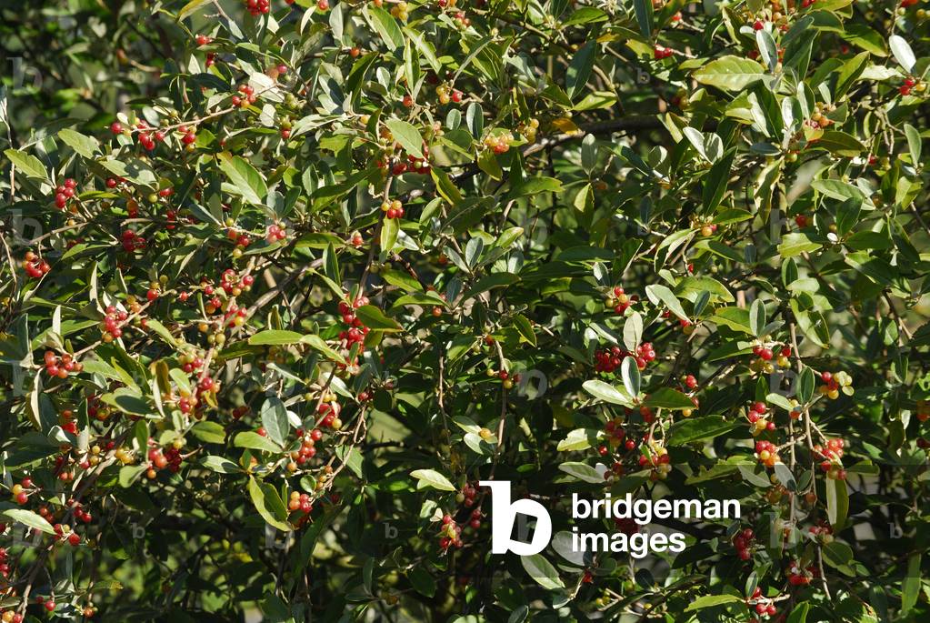 Elaeagnus umbellata/Autumn Chalef/Autumn Olive/Autumn Olive