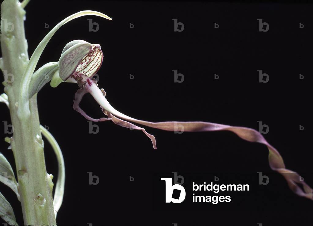 Himantoglossum hircinum/Himantoglosse goat/Orchis goat/Lizard Orchis