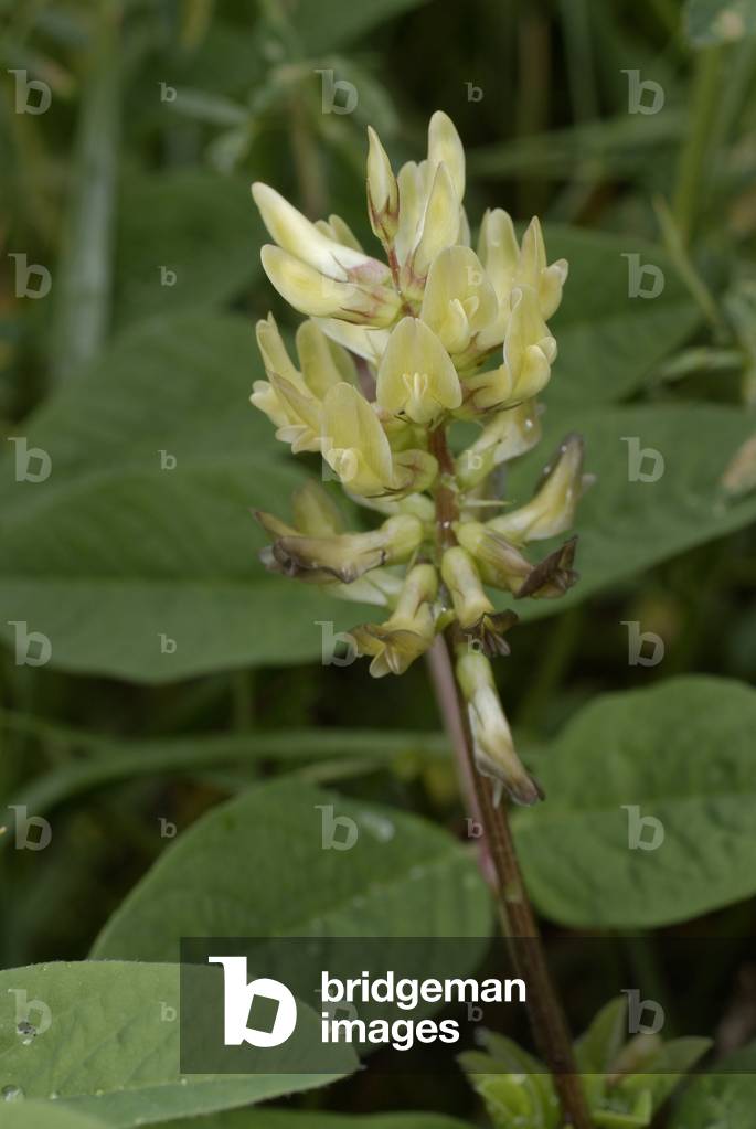 Astragalus glycyphyllos/Liquorice Astragalus/Wild Liquorice/Milkvetch