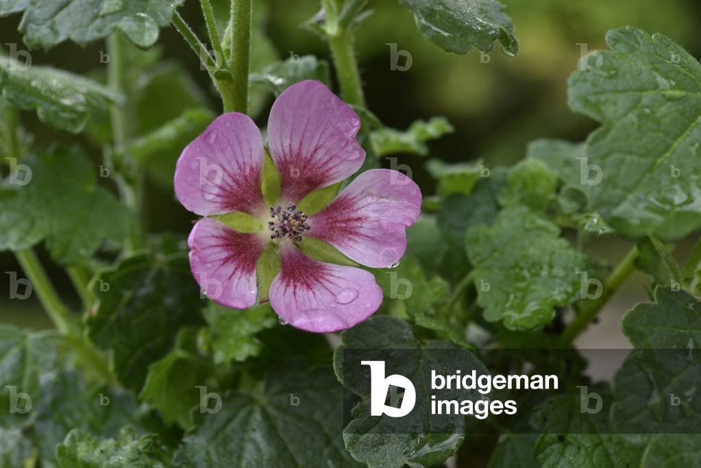 African mallow, dwarf hibiscus, cape mallow and false mallow