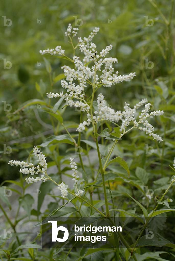 Polygonum alpinum/Alpine knotweed