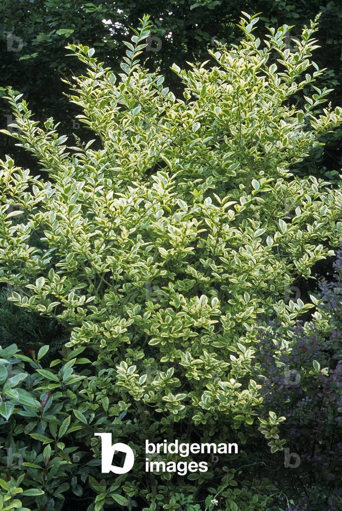 Image of Ligustrum lucidum/Shiny Leaf Troene 'Excelsum Superbum'