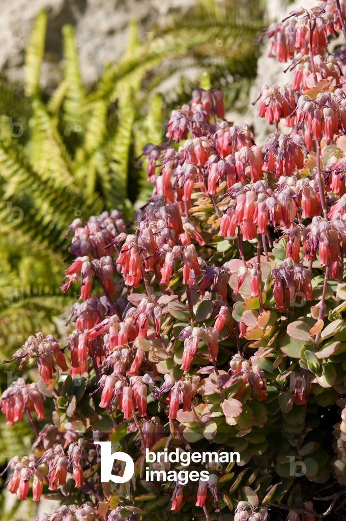 Kalanchoe marnieriana/Kalanchoe