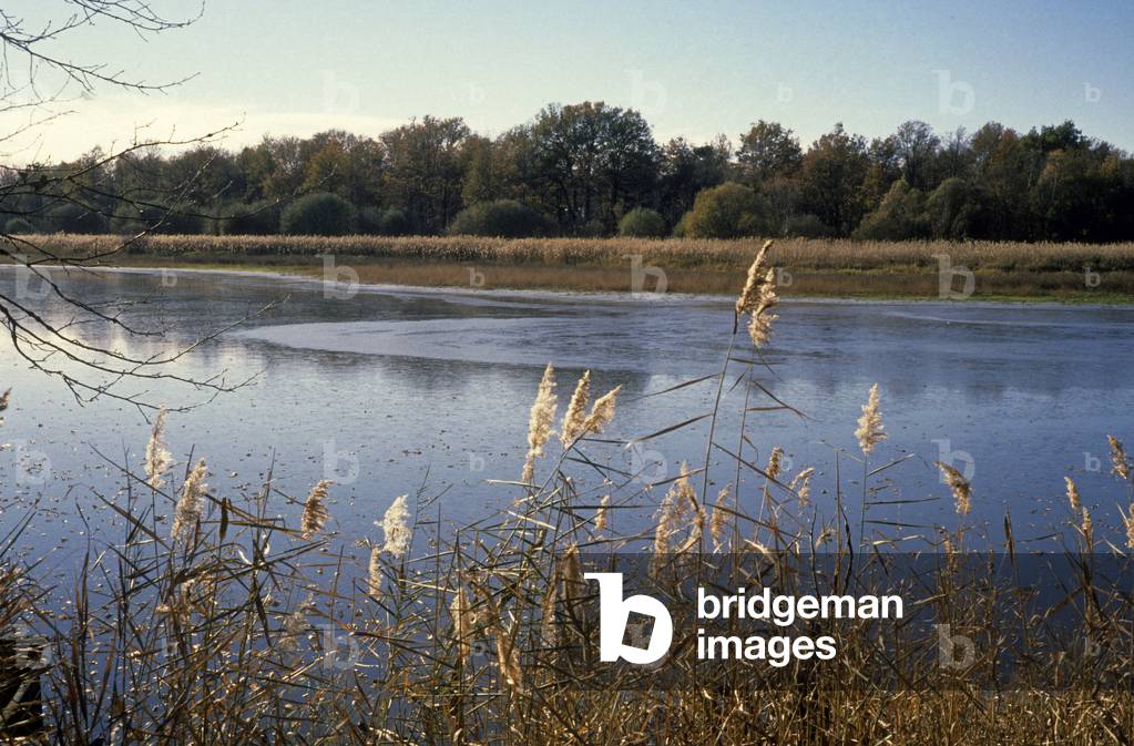 Pond/Sologne/Loiret/Centre/France