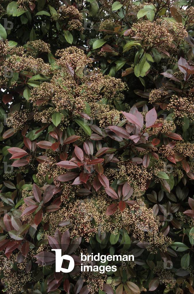 Photonia x fraseri/Photonia