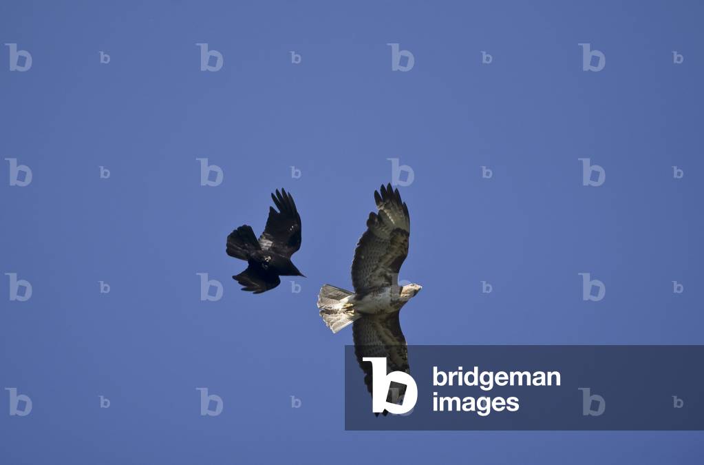 Buteo buteo/Variable Nozzle/Common Buzzard/Combta with Corvus corone corone/Black Crow/Carrion Crow
