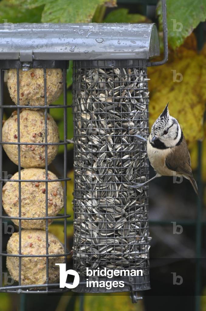 European crested tit on Bird feeder eating Grease ball and seeds, Nesles-la-Vallée, Val-d'Oise, France (photo)