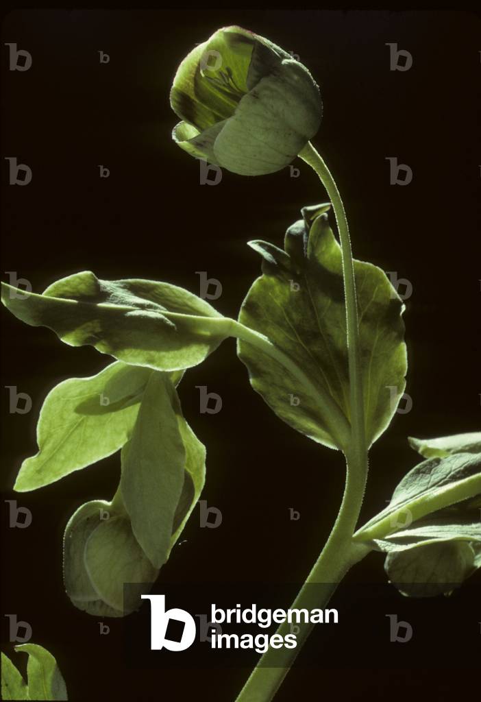 Helleborus foetidus/Hellebore fetide/Setter Wort