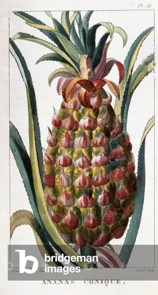 Botanical board/Pineapple