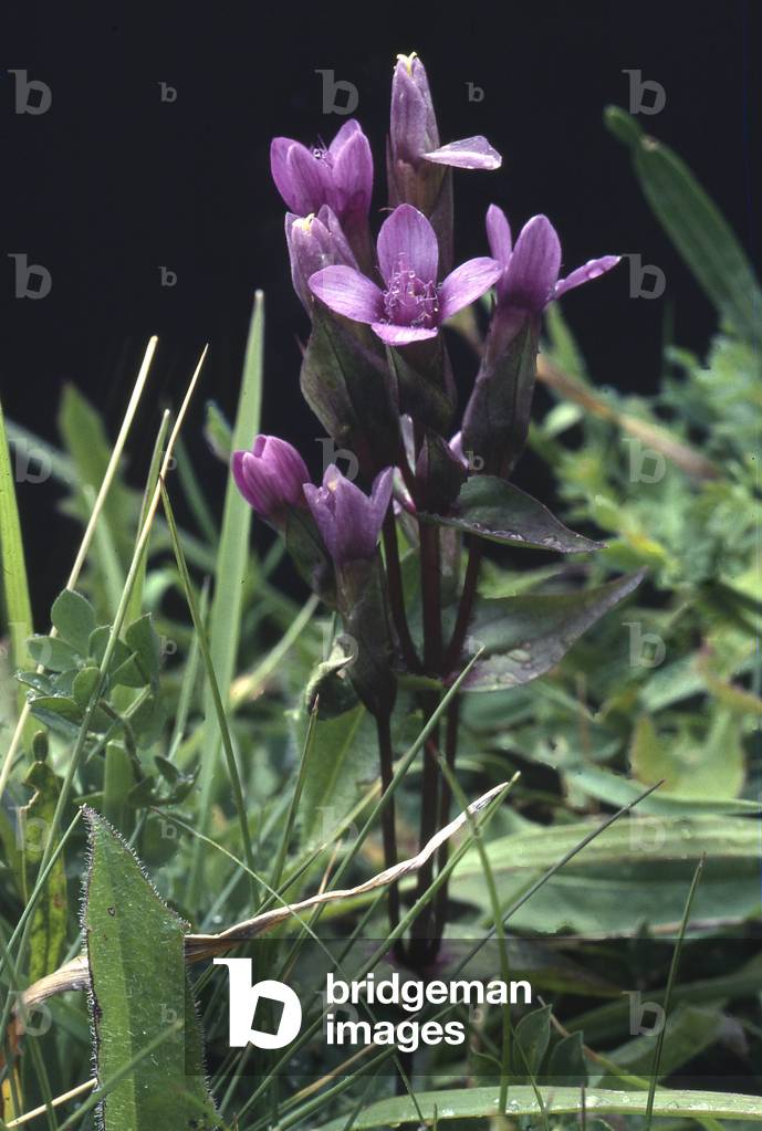 Gentianella campestris/Gentiana campestris/Field Gentian