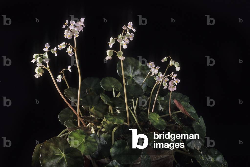 Begonia hydrocotylifolia/Begonia