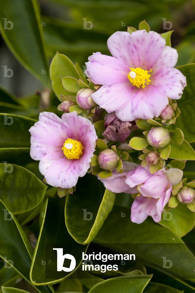 Pereskia grandifolia/Pink Cactus