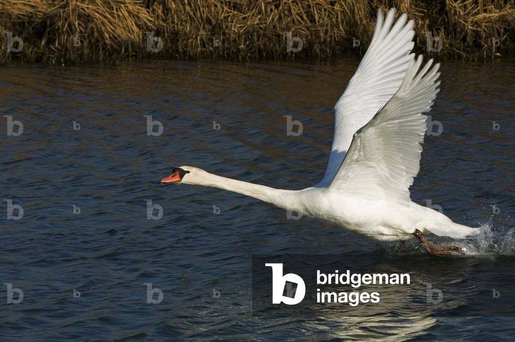 Cygnus olor/Tuber Swan/Mute Swan