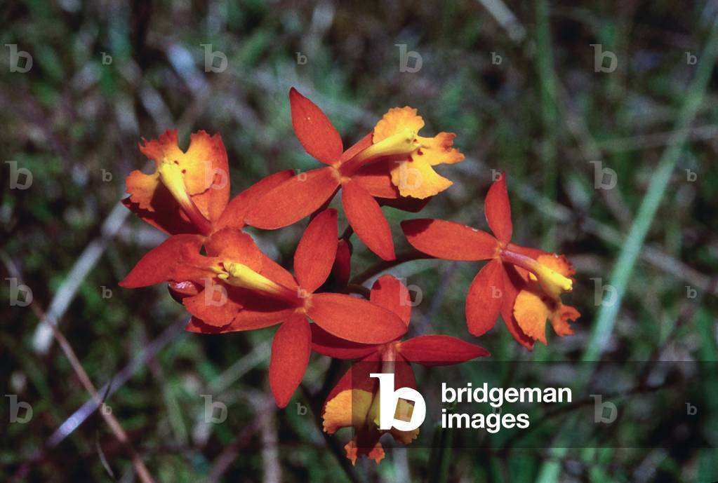 Epidendrum radicans/Crucifix Orchid