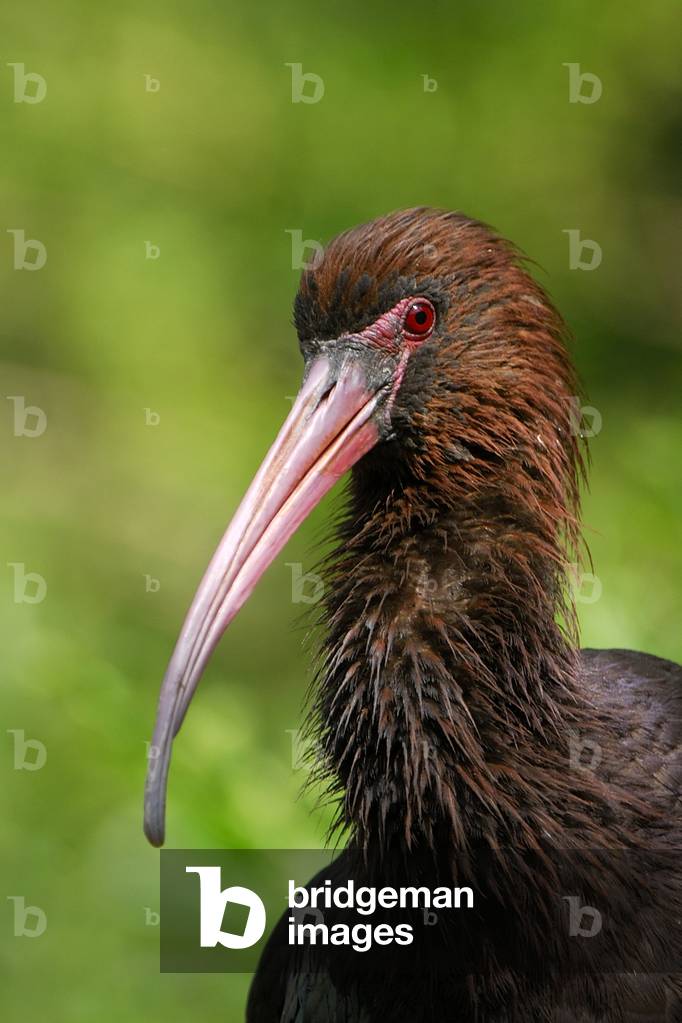 Plegadis ridgwayi/Ibis de Ridgway/Puna Ibis