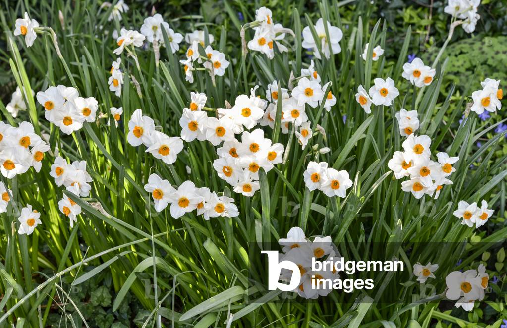 White flowers of  bunch-flowered daffodil (photo)