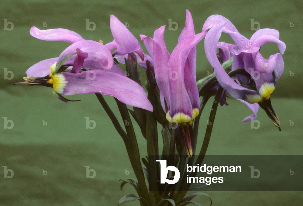 Dodecatheon x/Queen Victoria Gyroselle/Grb with the Twelve Gods/Shooting Star